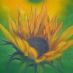 Sonnenblume